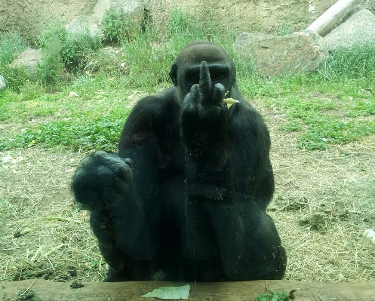 Gorilla holding up his middle finger